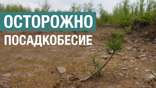 Посадкобесие на Байкале: как не стать жертвой вредных мероприятий по посадке леса (второе издание)
