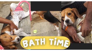 The Saga Of Bathing a Beagle 😂 by Moon the beagle 100 views 8 months ago 5 minutes, 16 seconds