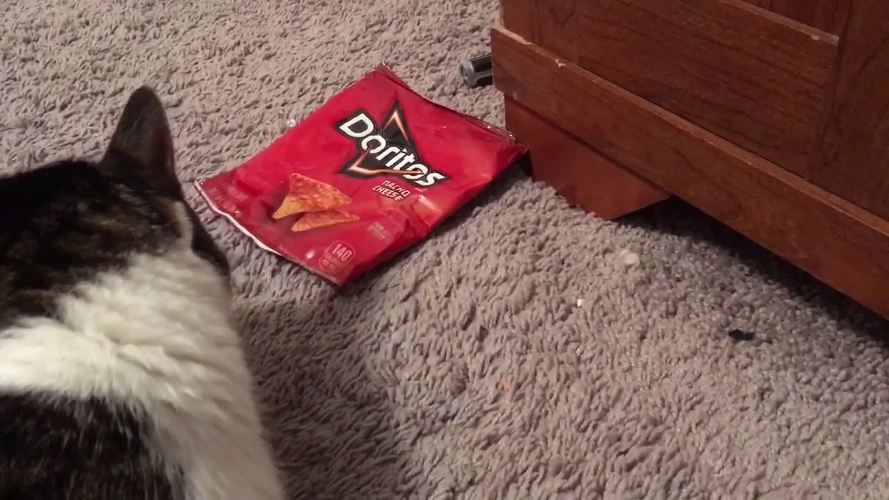 Cat wants Doritos YouTube
