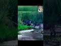 Leopardo vs tejon mielero su gran valentia