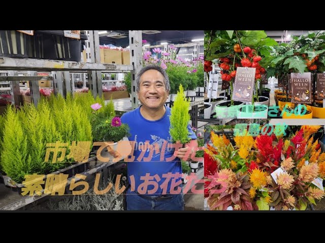 市場で見かけた素晴らしいお花たち❗長野県産などをメインに詳しく紹介