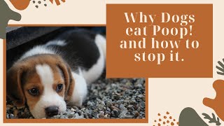 Why Dogs Eat Poop And How To Stop It by Official Aidpets 213 views 3 years ago 5 minutes, 17 seconds