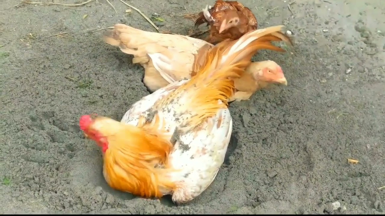 Golden aseel breed of Pakistan 