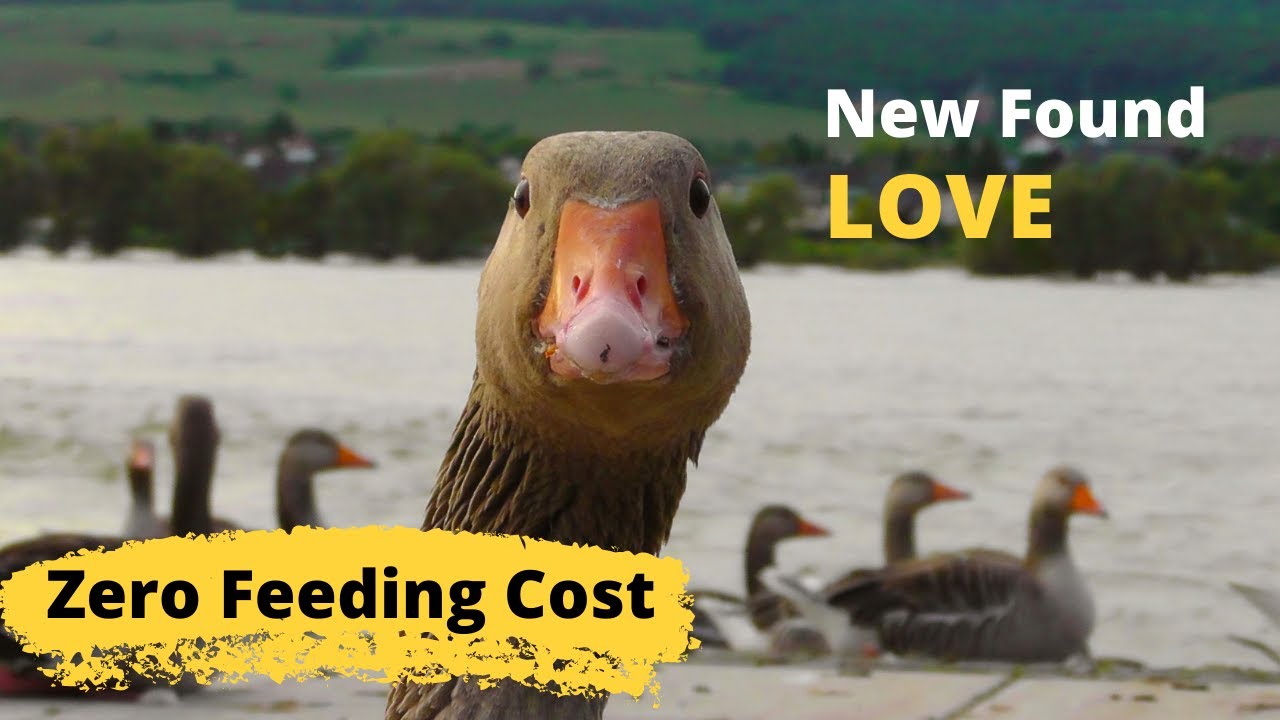 The Livestock That Costs Nothing to Raise - Geese
