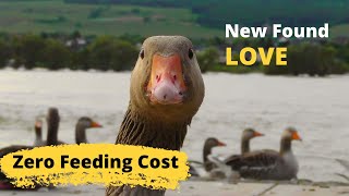 The Livestock That Costs Nothing to Raise - Geese