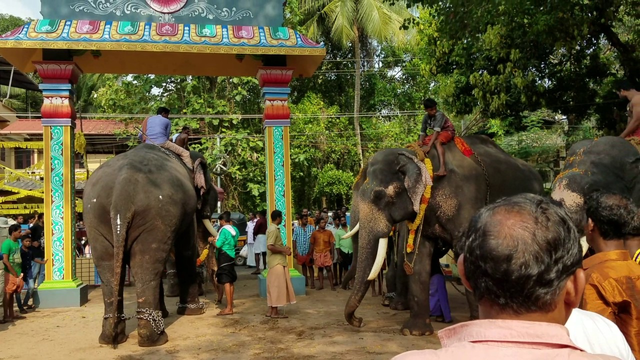 Kochi Elephants at the temple YouTube