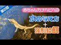 カナヘビの赤ちゃんへの水の与え方と強制給餌