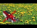 Exploring the World of Dandelions