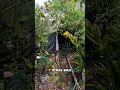 🌿 El Huerto en Casa que Está Cambiando la Vida de Miles… ¡Mira Todo lo que Puedes Cultivar! ✨