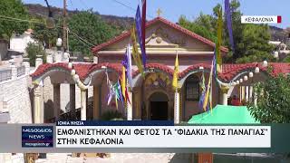 Εμφανίστηκαν και φέτος τα «φιδάκια της Παναγίας» στην Κεφαλονιά