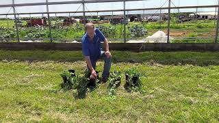 Herbicide Damage to Crops