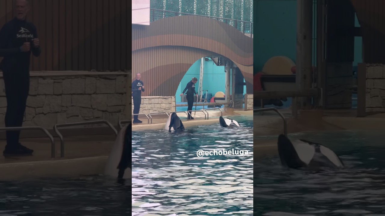 My final video of Katina 💔 Thank you from the bottom of our hearts for everything 💜