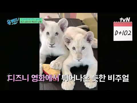 만찢남매 백사자의 사육사 전근배 X 정상용🦁#유퀴즈온더블럭 | YOU <strong>QUIZ</strong> ON THE BLOCK <strong>EP</strong>.353 | tvN 260729 방송