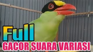 suara burung ekek keling gacor bunyi variasi