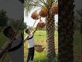 🌴 Khajoor Todne Ka Desi Jugaad! Amazing Village Innovation 😱 #Shorts