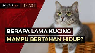 Memahami Berapa Lama Usia Hidup Kucing di Dunia