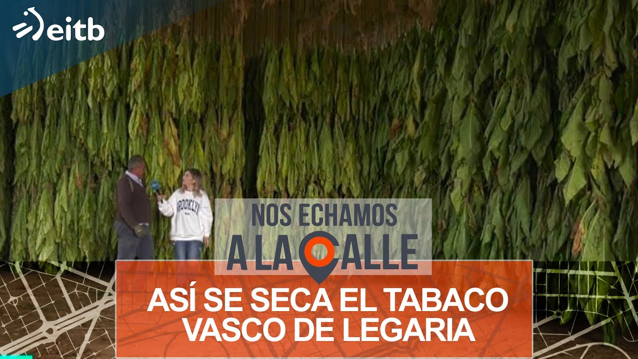 Así se seca el tabaco vasco de Legaria