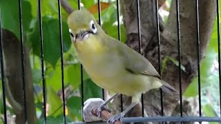 Ciak Ciak Jos Tv Kedit