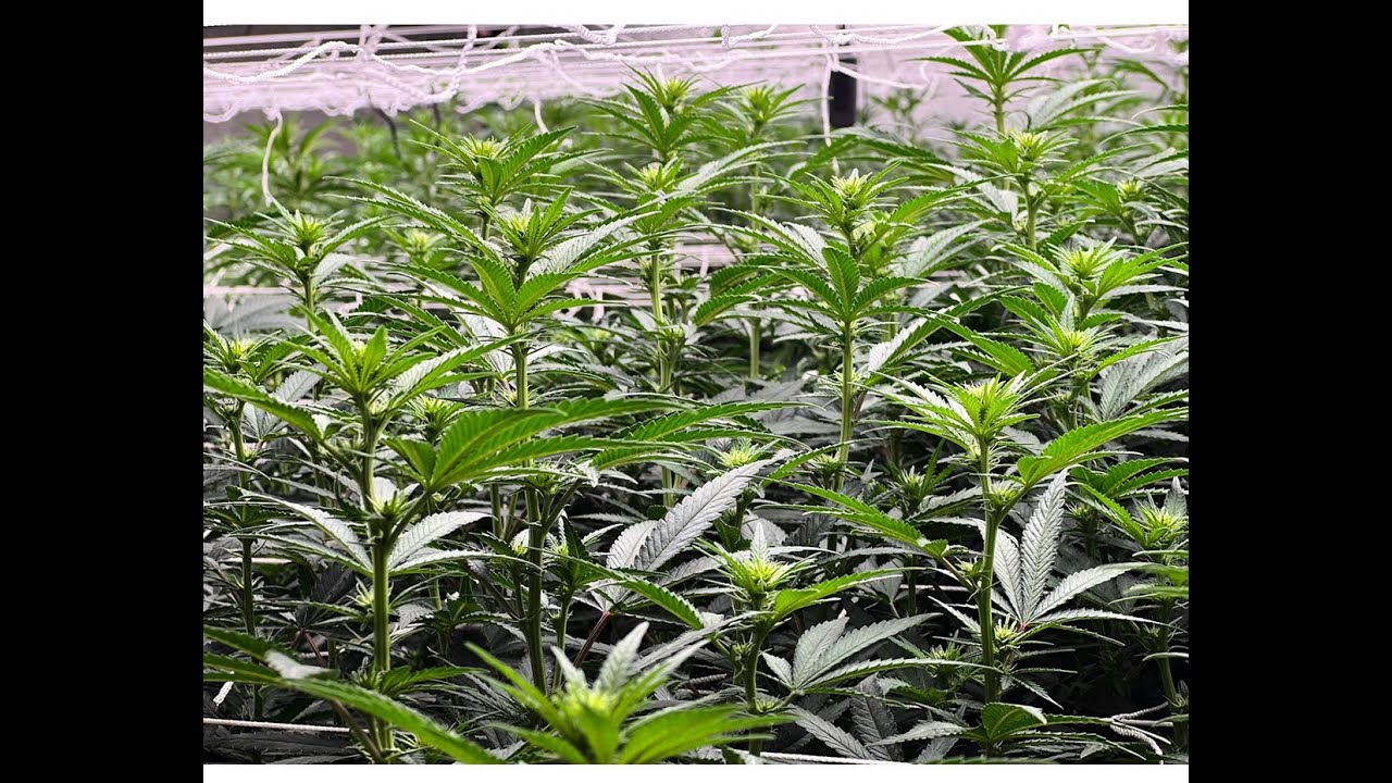 Indoor Grow MMJ Weekly Update: Week 2 of Flower