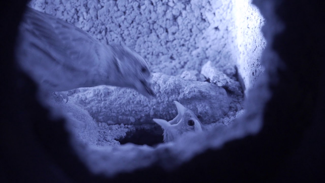 Common rock sparrow (Petronia petronia) feeding chicks in nest, infra-red camera, Spain