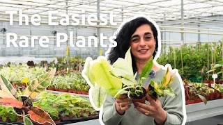 Easy Rare Plants That Make You Look Like a Pro Collector