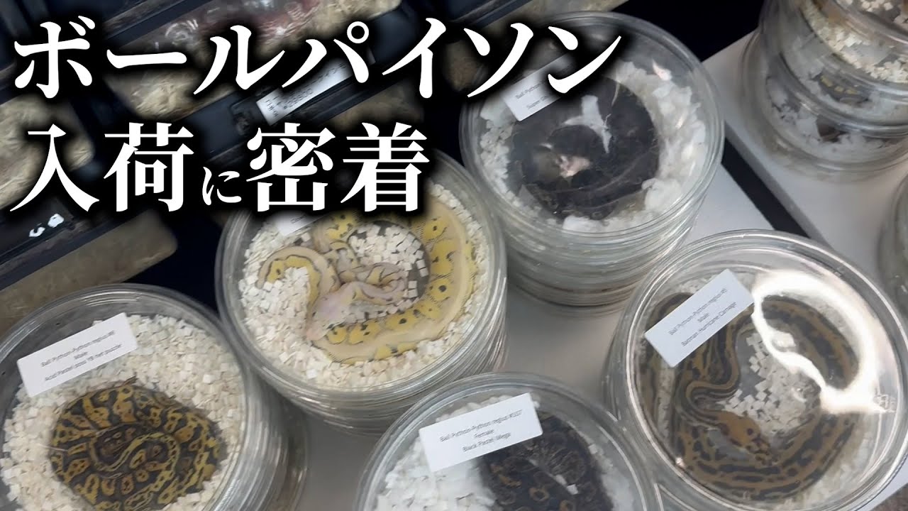 ボールパイソンの入荷に密着