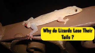 Why do Lizards Lose Their Tails?
