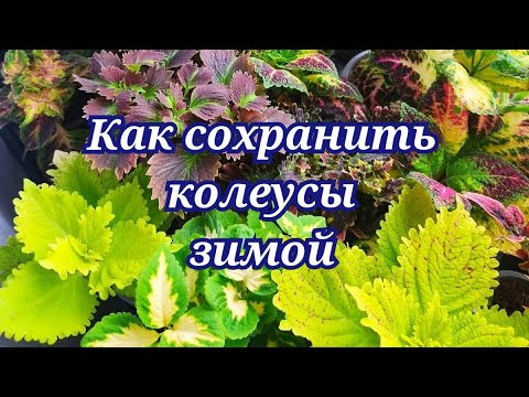 Колеусы. Уход в домашних условиях. Где и как растут мои колеусы сейчас, что с ними происходит!