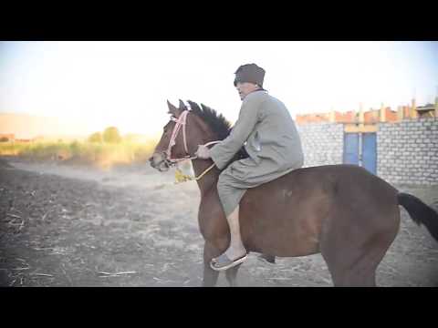 تعلم ركوب الخيل وتربيتة مع ابوعدوس اشهر خيال في الصعيد