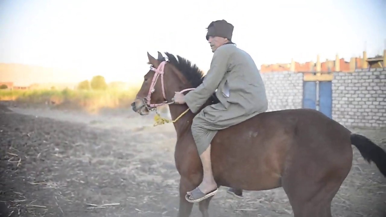 تعلم ركوب الخيل وتربيتة مع [ابوعدوس] اشهر خيال في الصعيد