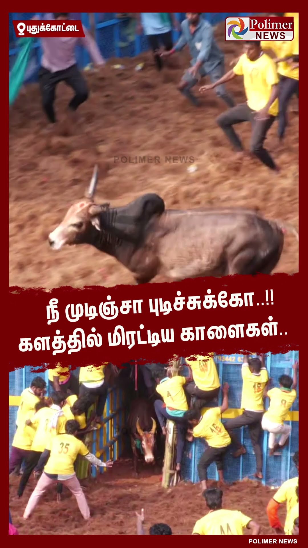 நீ முடிஞ்சா புடிச்சுக்கோ..!! களத்தில் மிரட்டிய காளைகள்..  #shorts