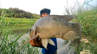 Mancing Ikan Nila Babon Liar Terbanyak