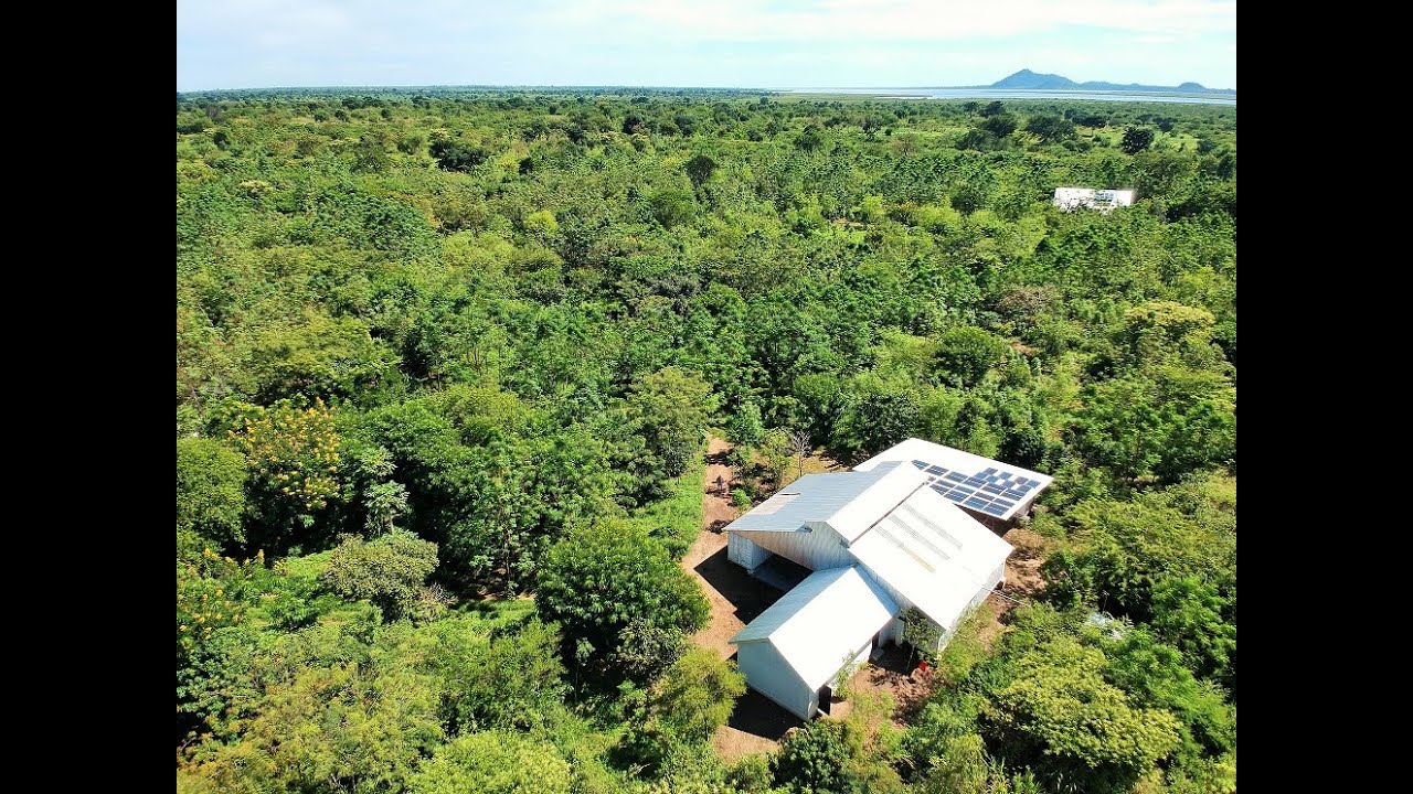 Moringa Production in Uganda