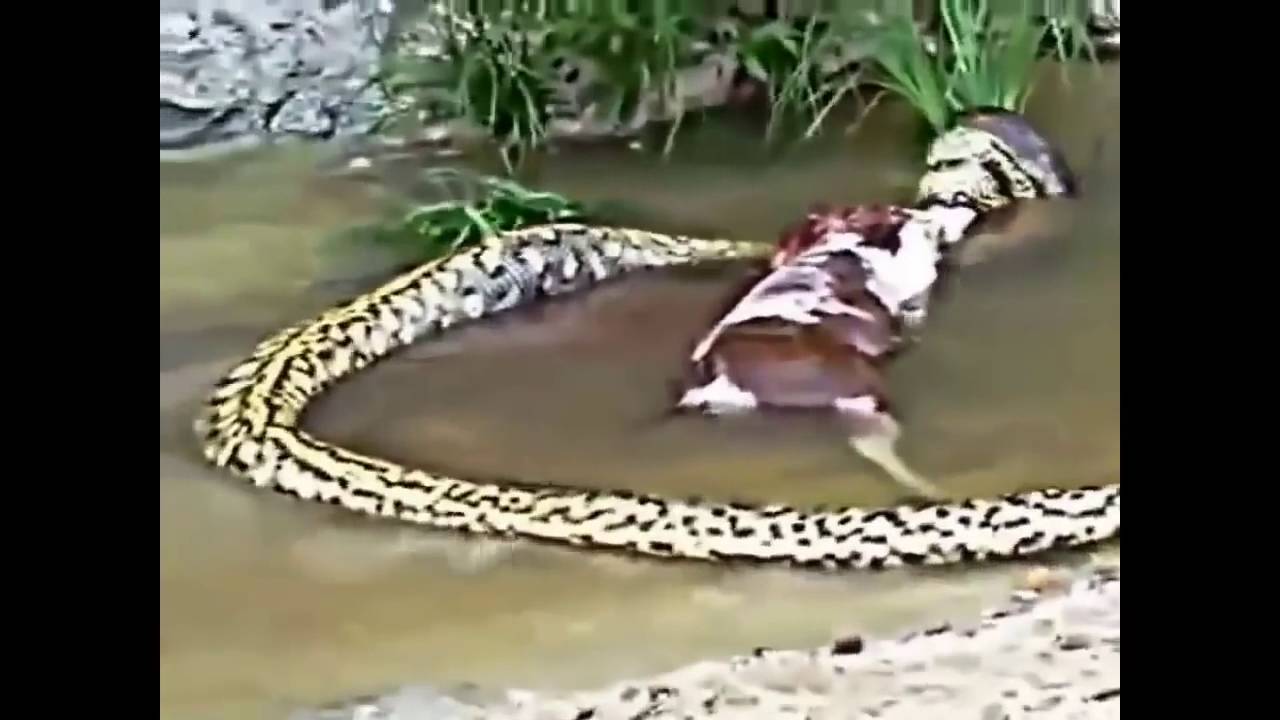 Best Anaconda Attack Youtube