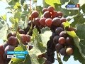 Кубанские фермеры делают выбор в пользу винограда