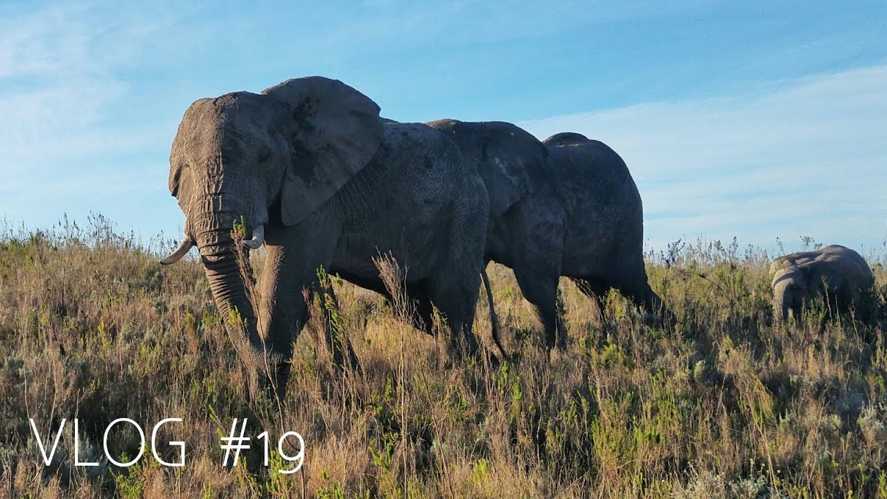 Amazing Animal Encounters At Gondwana Game Reserve YouTube