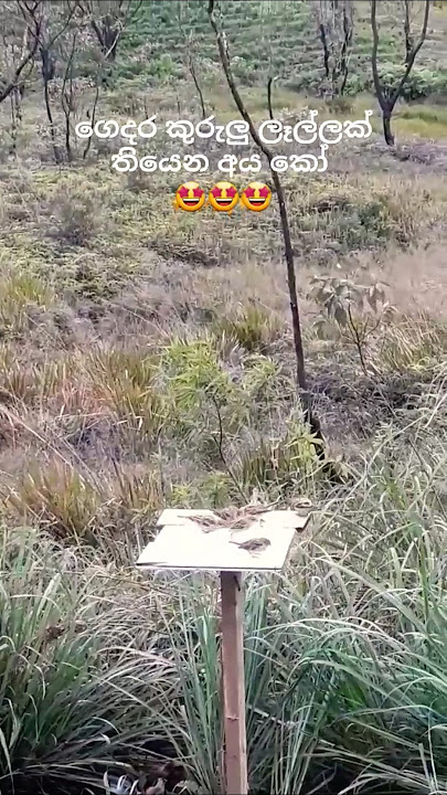 ගෙදර කුරුලු ලෑල්ලක් තියෙන අය කෝ 🤩 #music #youtubeshorts #viralshort #nature #shortsvideo