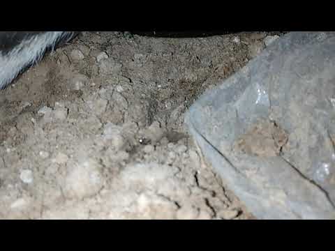 سبحان الله البقرة من علامات الشبق