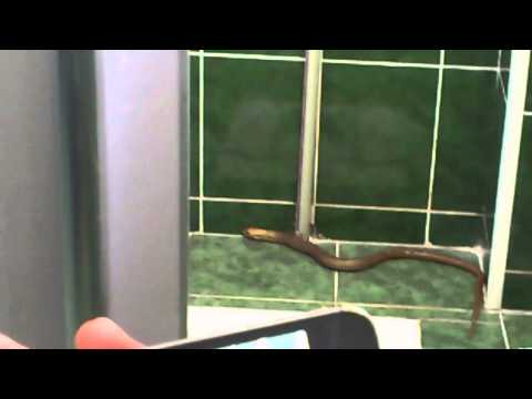 გველი ტუალეტში