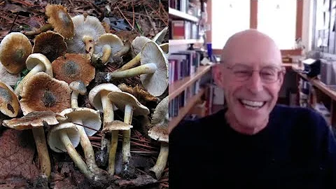 Our coevolution with psilocybin mushrooms with Michael Pollan | Living Mirrors #46 clips