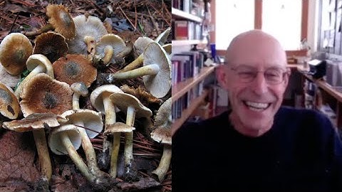 Our coevolution with psilocybin mushrooms with Michael Pollan | Living Mirrors #46 clips