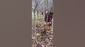 Ai hay bứng cây nêb mua máy này