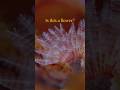 Tiny Ocean Flowers… That Move! (Shallow Reef)