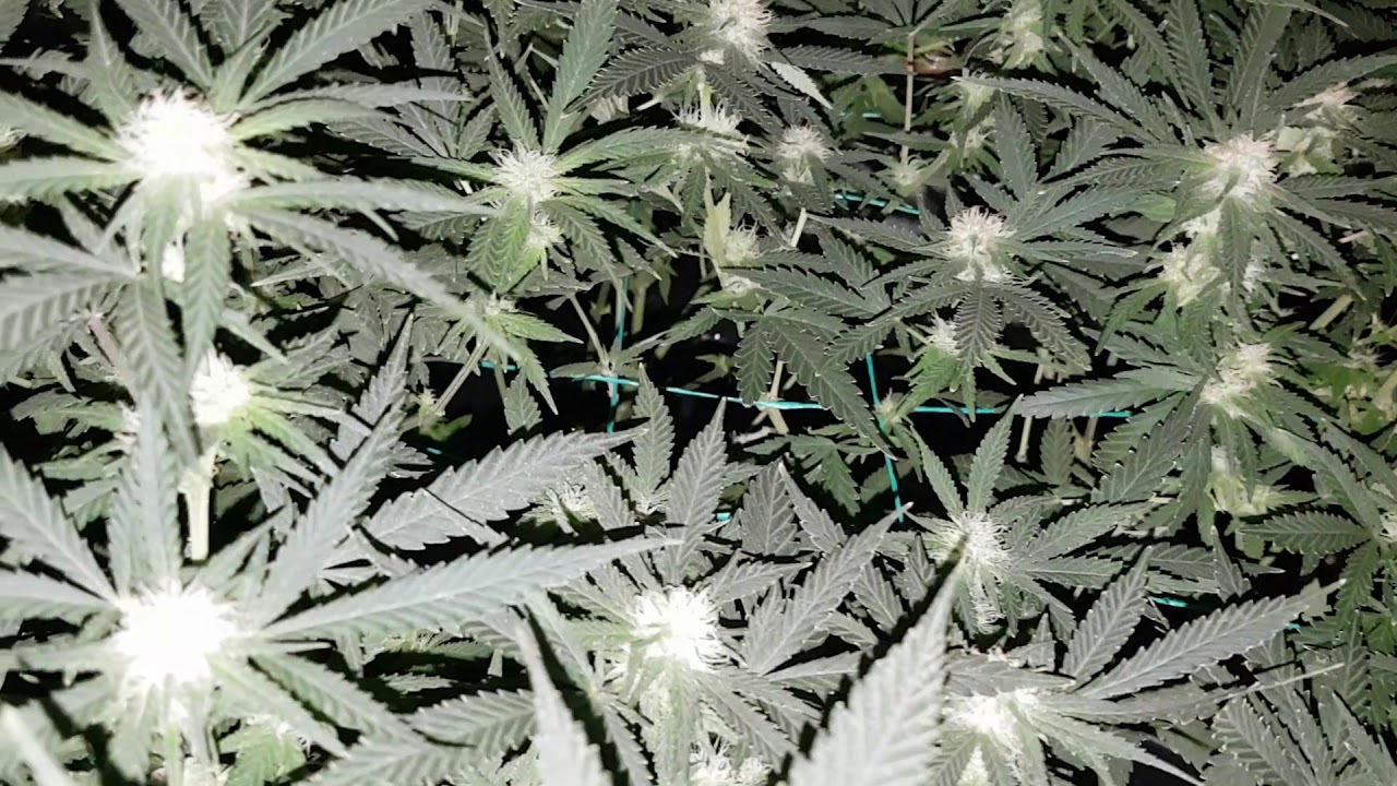 Critical Super Silver Haze LED Grow bloom day 28 week 4. Mark