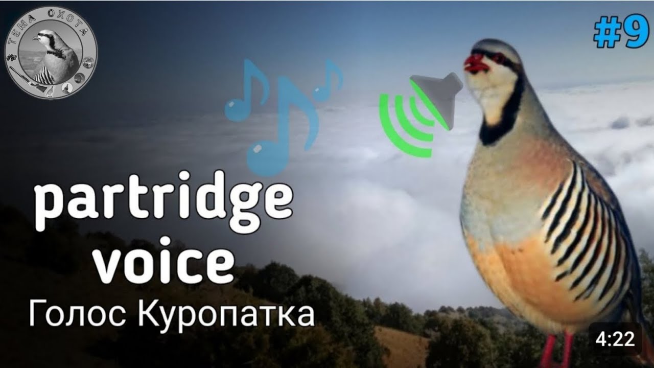 partridge voice | partridge hunting  | Овози кабки  Куропатка Голос |Охота Кеклик | Какликl