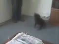 break dancing dog