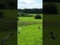 Störche im Flug