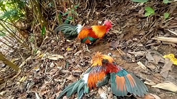 ต่อไก่ป่าหลังฝนตกได้3-4มื้อ,dib qaib qus tuaj zoo tas2 li, 3-4-2022