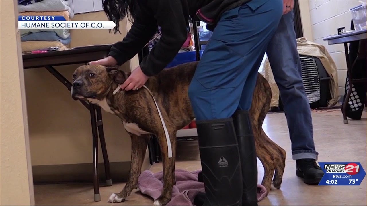 La Pine woman with 24 dogs charged with animal neglect - YouTube