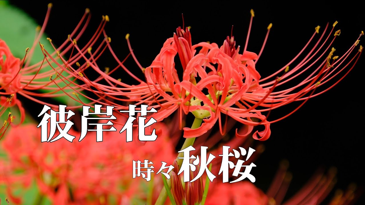 Impressive early autumn flowers - YouTube